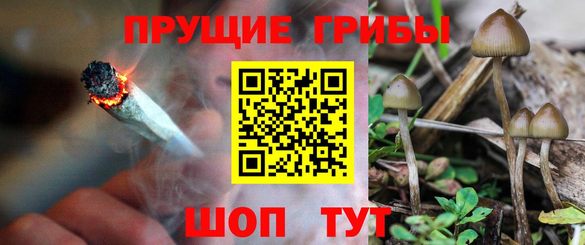 Галлюциногенные грибы Cubensis  где можно купить наркотик  Белгород  Вход с VPN 